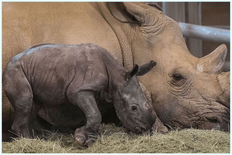 Hope for White Rhinos