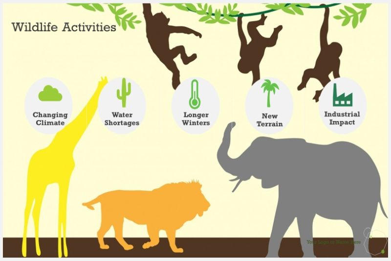 Wildlife Activities
