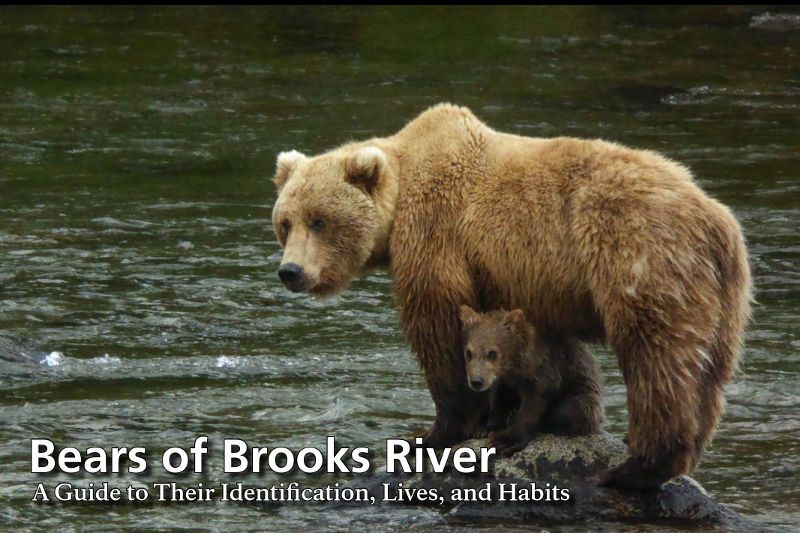 Bears of Brooks River 2016