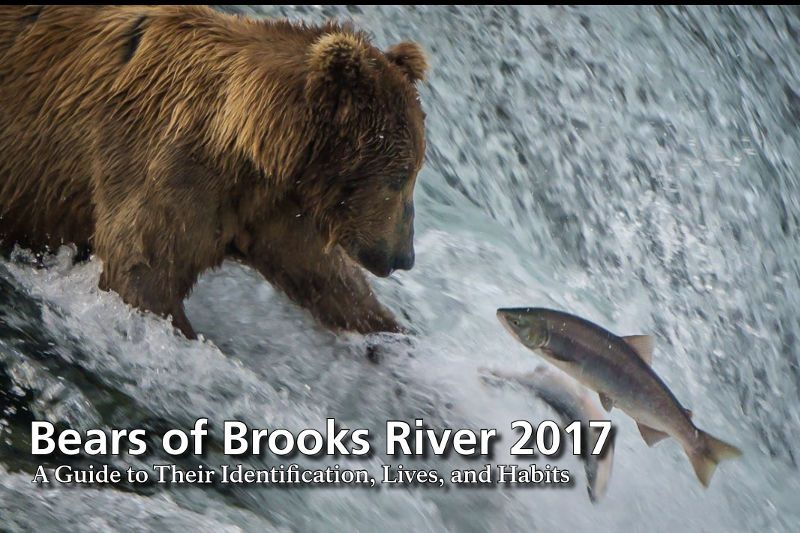 Bears of Brooks River 2017