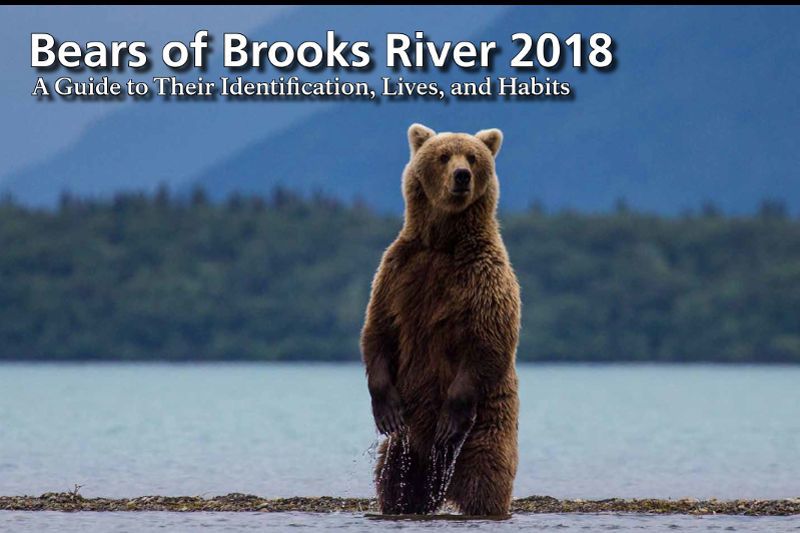 Bears of Brooks River 2018