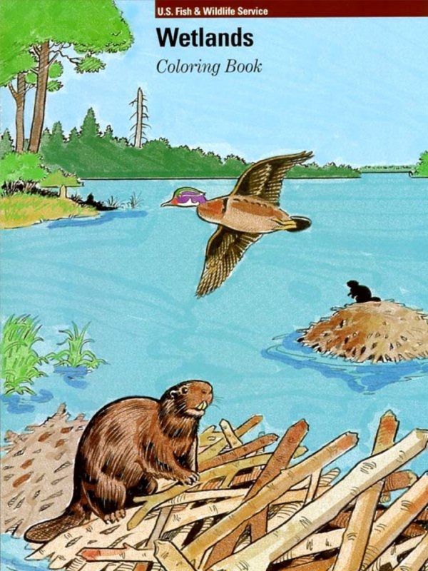 Wetlands Habitats Coloring Book