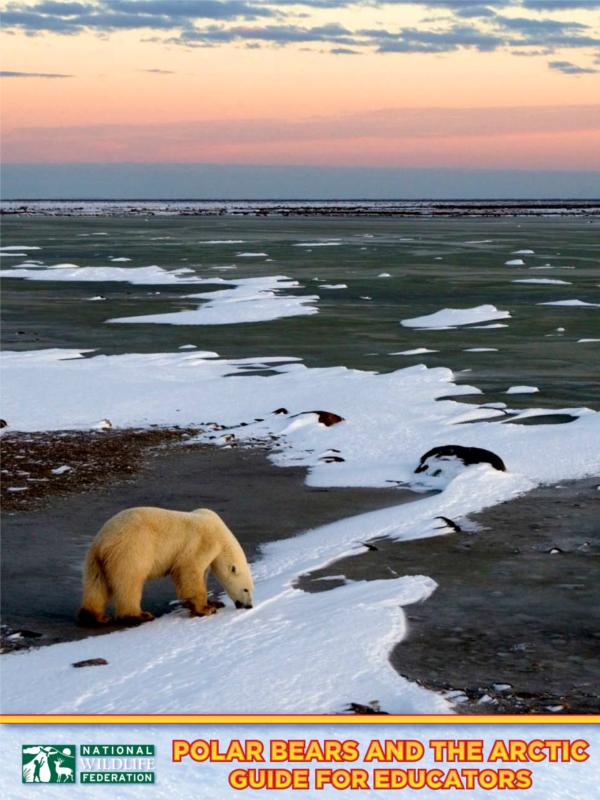 Arctic Polar Bears Activity Book
