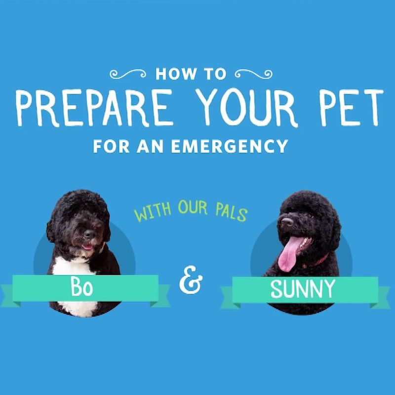 Preparing Your Pets