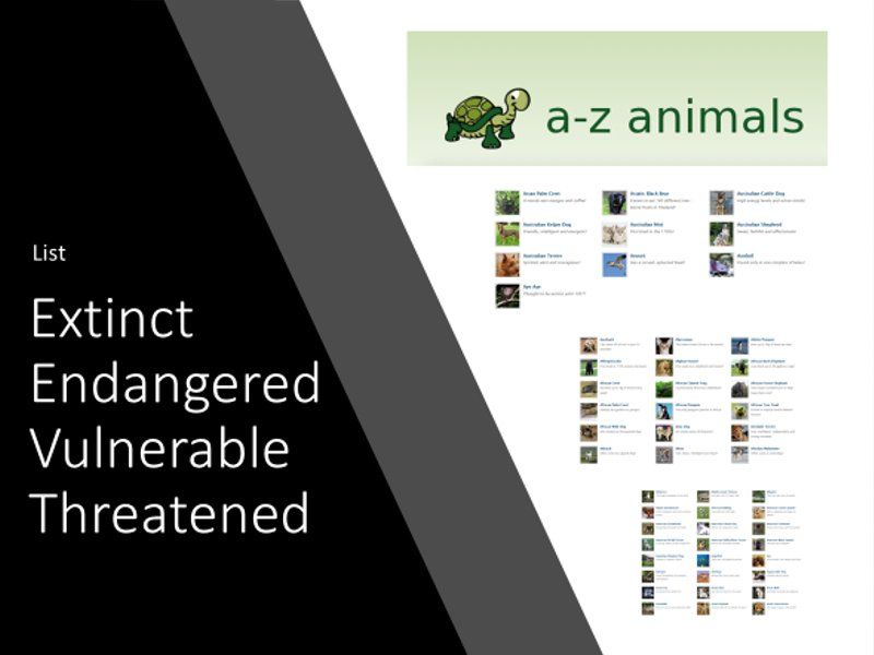 A-Z Animals List