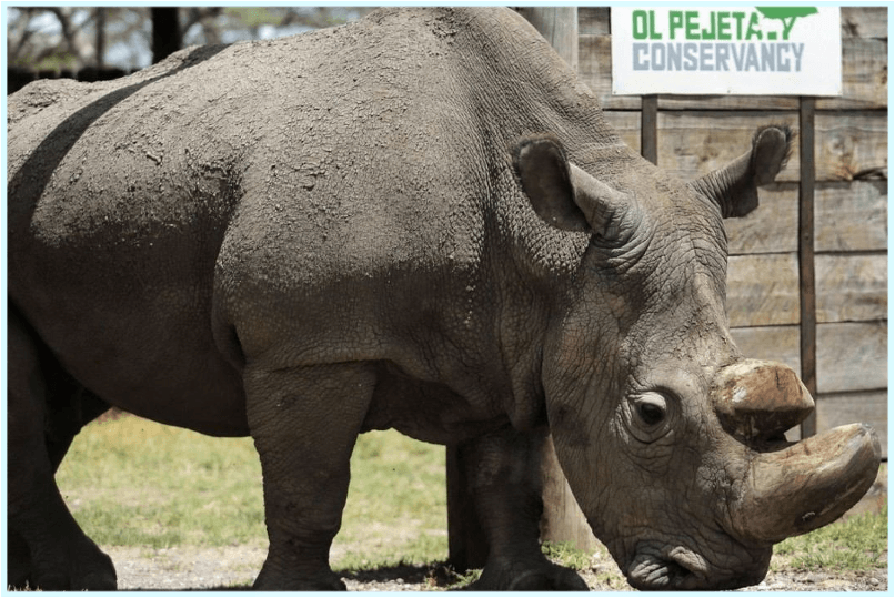 Northern White Rhinos